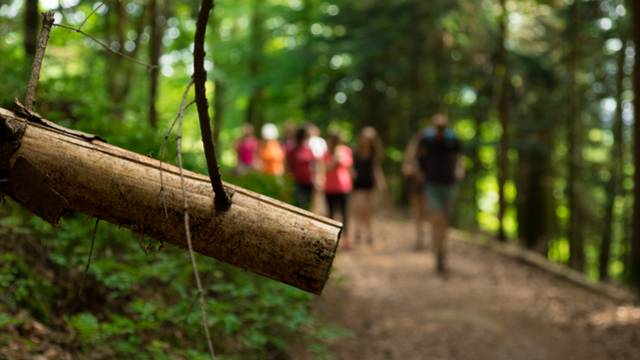 Randonnée en forêt - Epinal