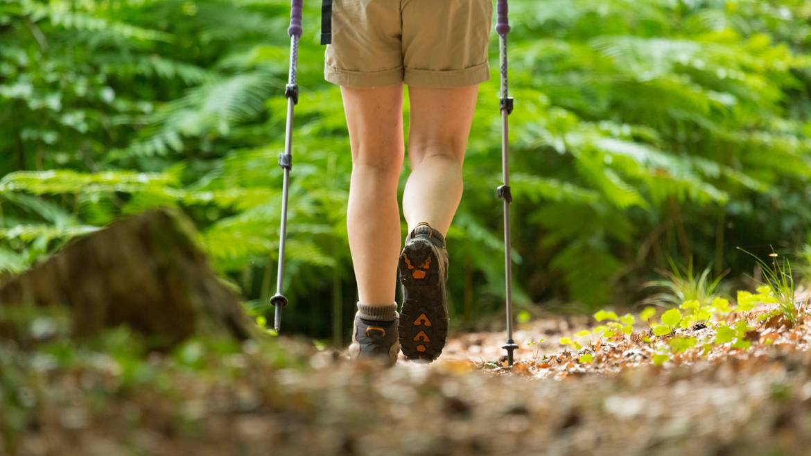 Laissez-vous guider en forêt