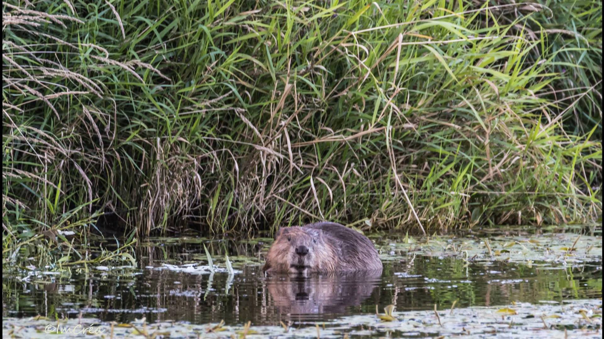 Castor au bord de la Moselle - Castor à Charmes - Observer le castor