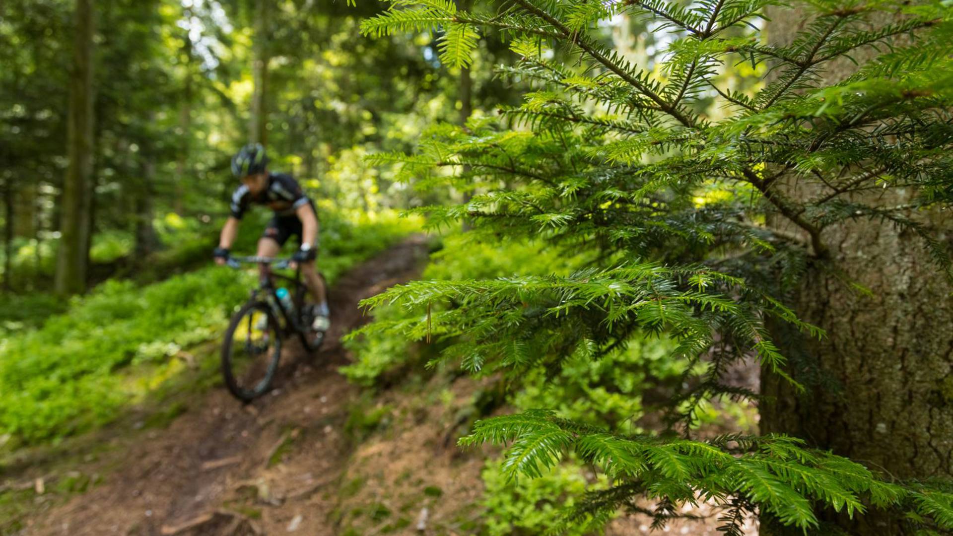 VTT Epinal -Vélo de descente - Circuits VTT Vosges - Clubs VTT Epinal 