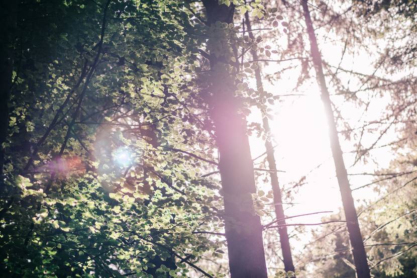Forêt vosgienne - randonnée Vosges - randonnée Xertigny - Randonnée la Vôge les Bains