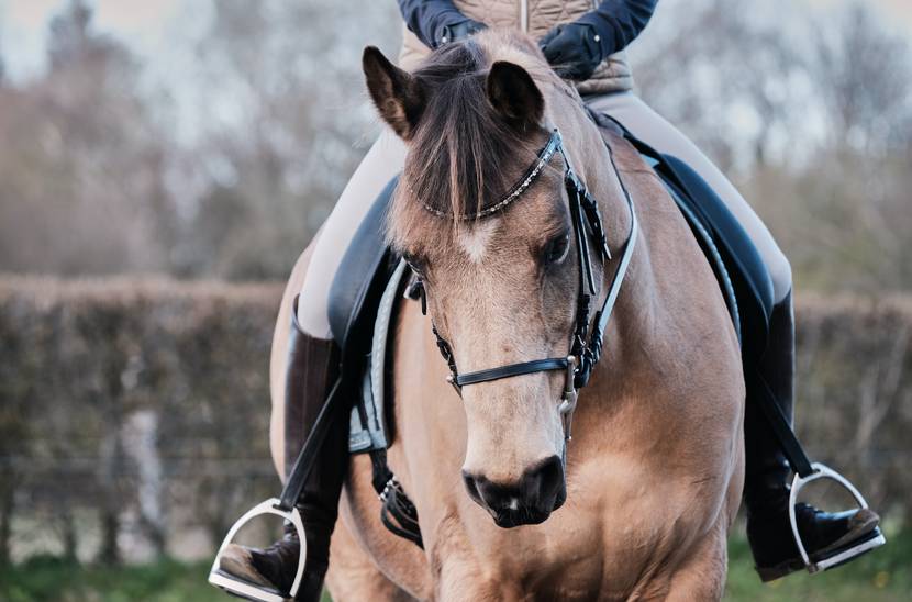 Balade à cheval dans les Vosges - Equitation - Centre équestre Epinal 