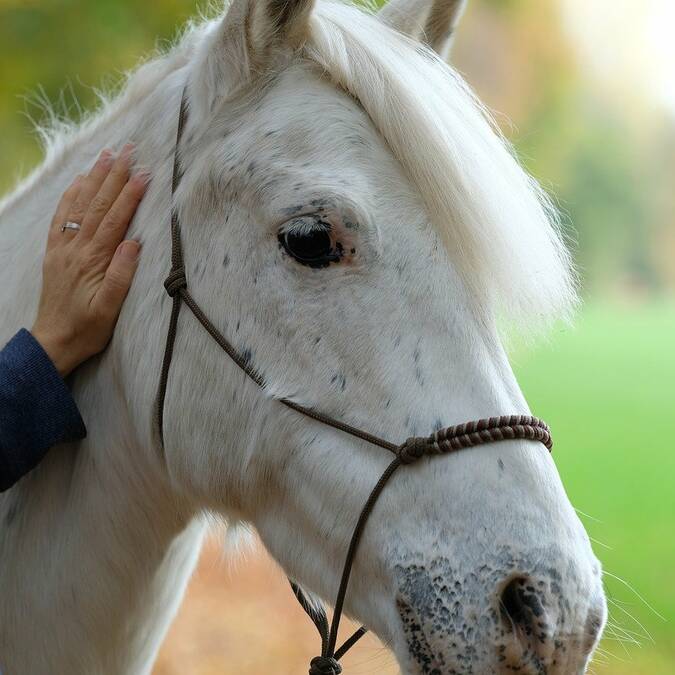 Equi'coaching